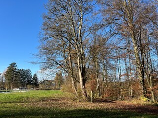 Obraz premium Late autumn landscape and scenery in a park forest along the Swiss Katzenseen lakes or Katzensee lakes (Katzen lakes), Regensdorf - Canton of Zurich (Zürich or Zuerich), Switzerland (Schweiz)