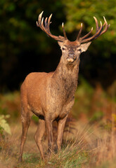 Portrait of a red deer stag standing in grass during the rut in autumn