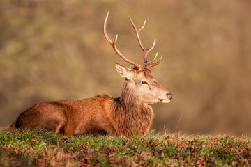 Portrait of a young red deer stag lying on grass