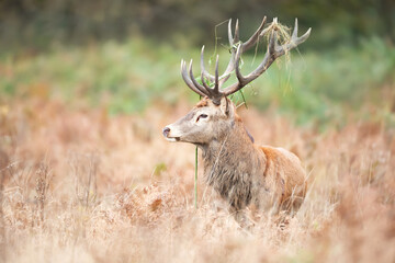 Naklejka premium Portrait of a red deer stag standing in bracken during the rut in autumn