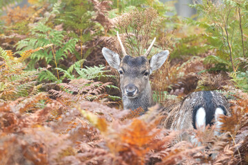Young fallow deer stag hiding in bracken in autumn