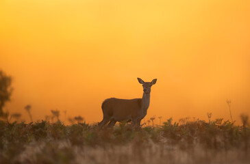 Red deer hind standing in ferns on a misty autumn morning