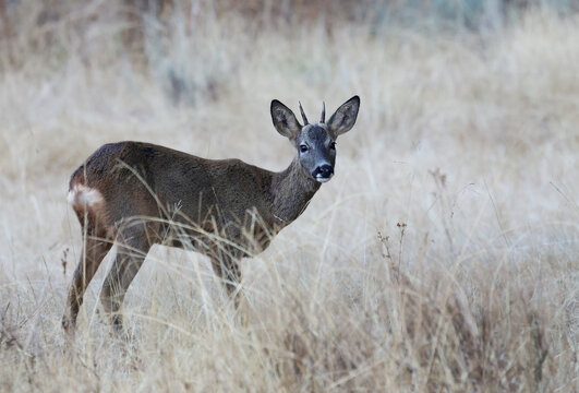 Roe deer (Capreolus capreolus) in a dry grassland looking at the camera. Beautiful male roebuck with tiny antlers eating grass in mediterranean habitat. Sanabria, Spain.
