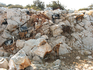 goat herd climbing in the mountains of greece