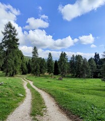 Obraz premium A peaceful path bordered by fresh green grass, leading to a cluster of towering conifers. The vibrant blue sky with scattered clouds enhances the tranquil and inviting atmosphere.