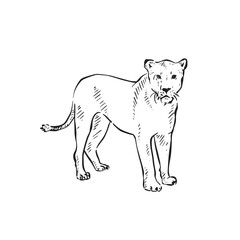 A lioness drawing in black and white line. 