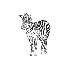 A zebra drawing in black and white. Sketch doodle illustration.