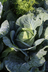 Growing Cabbage in a Home Garden 
