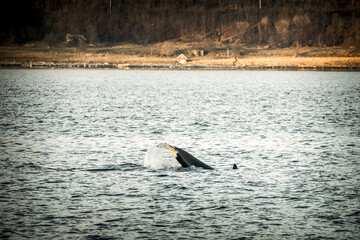 Orca in the nature of Norway