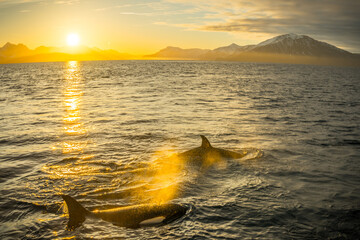 Orca in the nature of Norway © michelsalzmannphoto