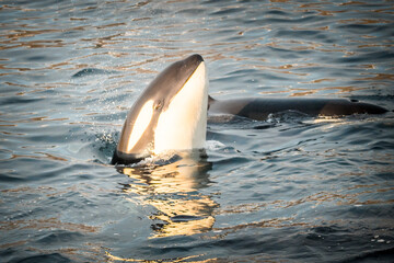Orca in the nature of Norway