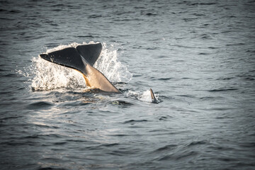 Orca in the nature of Norway