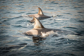 Orca in the nature of Norway