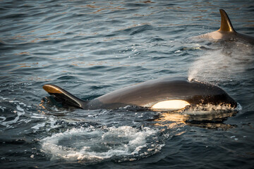 Orca in the nature of Norway