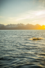 Orca in the nature of Norway