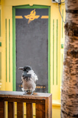 raven on a fence