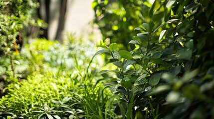 Obraz premium Environmental sustainability depicted through close-up images of urban gardens and green spaces, Symbolizing efforts to mitigate ecological impact in city settings, photography style