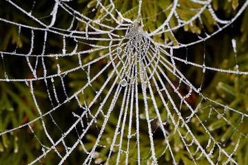 The Frosty Spider Web