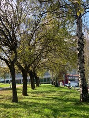 Obraz premium park in the city