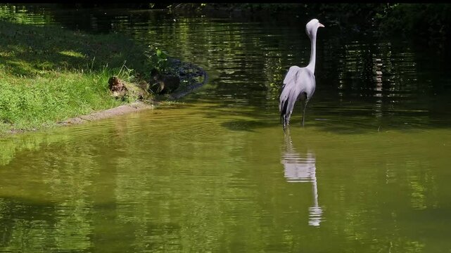 The Blue Crane, Grus paradisea, is an endangered bird specie endemic to Southern Africa. It is the national bird of South Africa