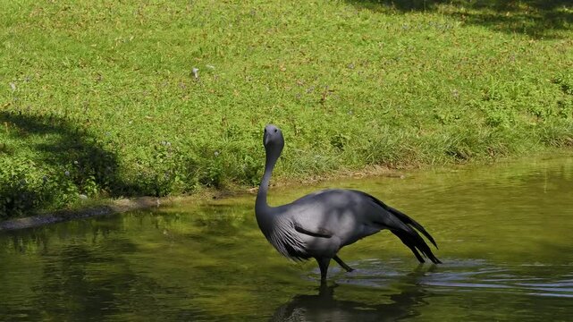 The Blue Crane, Grus paradisea, is an endangered bird specie endemic to Southern Africa. It is the national bird of South Africa