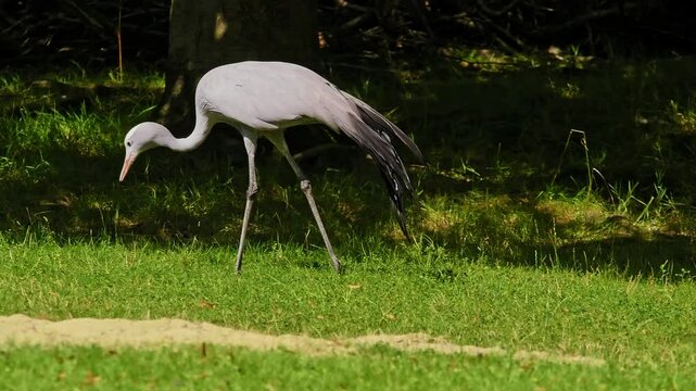 The Blue Crane, Grus paradisea, is an endangered bird specie endemic to Southern Africa. It is the national bird of South Africa