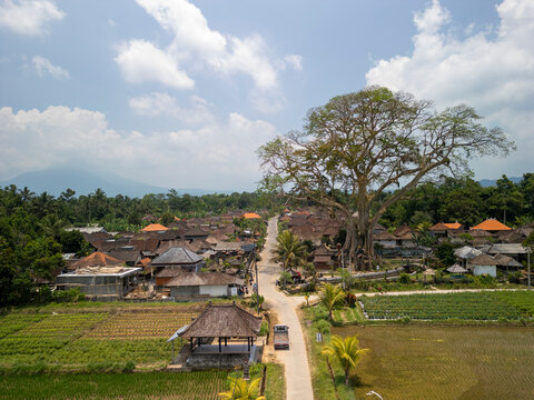 Aerial view of bayan ancient tree surrounded by lush rice fields and traditional homes, Marga, Tabanan, Bali, Indonesia.