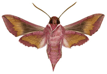 Obraz premium The small elephant hawk-moth - Deilephila porcellus (Linnaeus, 1758)