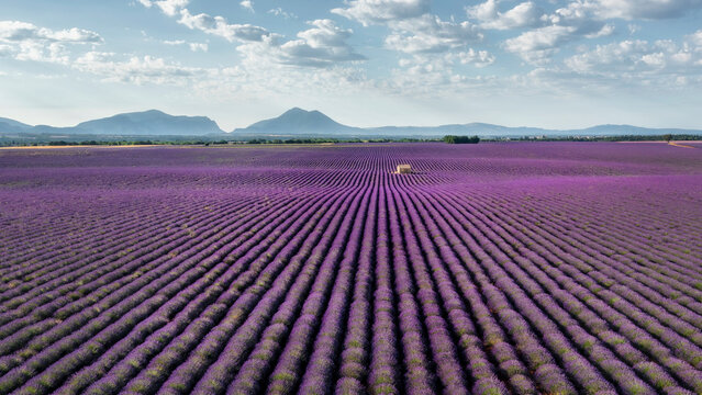 Aerial view of a Lavender Field at sunrise, near Valensole, Provence, France.