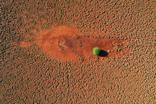 Aerial view of spinifex bush and a solitary tree on red earth in the barren wilderness, Point Samson, Australia.