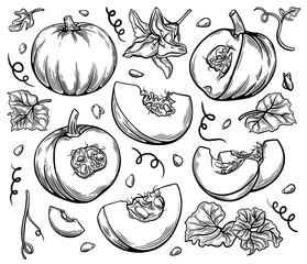Set of hand drawn sketch style pumpkin, leaves, flowers and seeds isolated on white background, detailed autumn harvest halloween illustration. Vector illustration.
