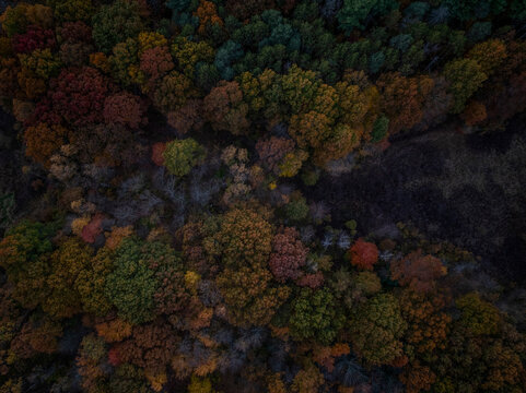Aerial view of colorful autumn foliage with changing leaves in a lush forest, Dedham, United States.