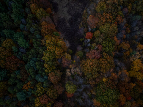 Aerial view of colorful autumn foliage and trees in a beautiful forest, Dedham, United States.