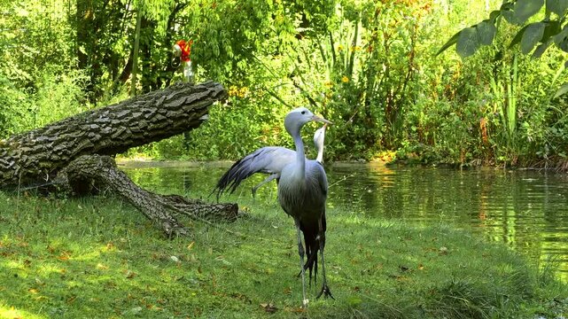 The Blue Crane, Grus paradisea, is an endangered bird specie endemic to Southern Africa. It is the national bird of South Africa