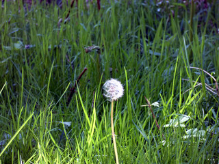 Dandelion on the forecourt of the IGA Park Rostock-Schmarl (Mecklenburg-Vorpommern, Germany) © Treegarden Photos