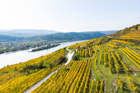 Aerial view of picturesque vineyards and the Danube River in autumn, Wachau, Austria.