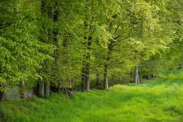 Waldrand im Frühling, Waabs, Schleswig-Holstein, Deutschland