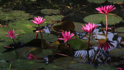 pink water lilies