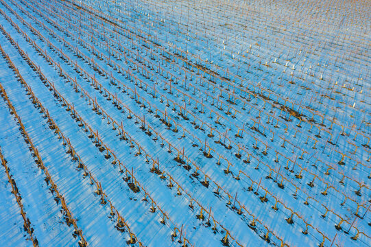Aerial view of snow-covered vineyard with grapevines in a tranquil winter landscape, Yakima County, United States. - Powered by Adobe