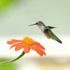 Fototapeta premium Ruby-throated hummingbird hovering over a flower.