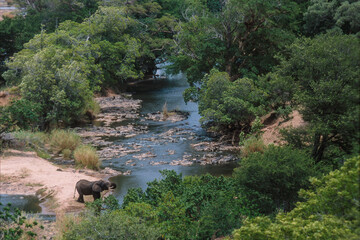 An African Elephant drinking from a river in Kruger National Park, South Africa
