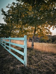 A charming village garden featuring a retro wooden fence and a majestic old tree under a bright, serene sky. The setting evokes a sense of nostalgia and rural tranquility