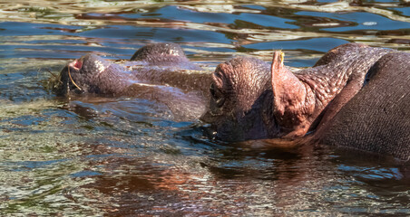 Close-up photo of a hippopotamus head in water in the Warsaw zoo. 