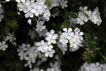 Plumbago leadwort shrub white flowering