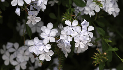 Plumbago leadwort shrub white flowering