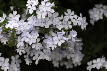 Plumbago leadwort shrub white flowering