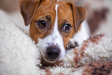 beautiful female puppy jack russell terrier on a sheep blanket close-up. Preparing for the heating...