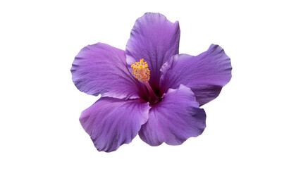 Obraz premium Stunning Purple Hibiscus Flower Close up Isolated Botanical Floral Nature Bloom Petals Stamen