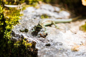 Lézard vert regardant un frelon sur le dos au sol, qu'il s'apprête à manger