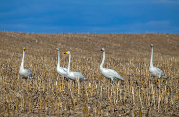 A group of white swans in the harvested corn field in early spring. Whooper swan (Cygnus cygnus).